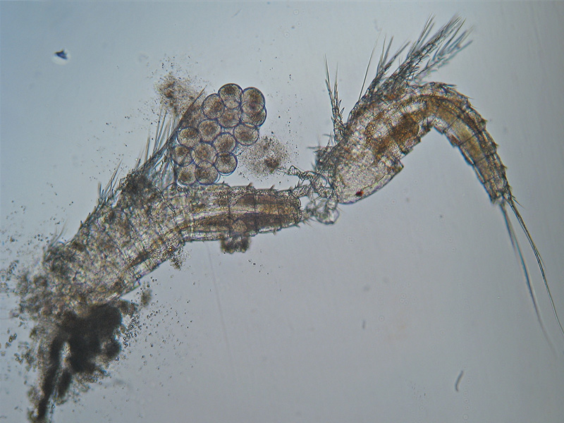 Copepode